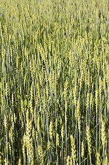 Image showing Crop field