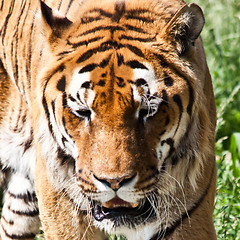 Image showing Walking tiger (Panthera Tigris)