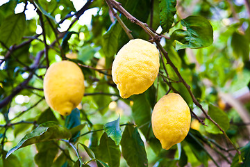 Image showing Lemon