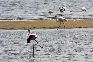 Image showing Phoenicopterus roseus