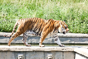 Image showing Walking tiger (Panthera Tigris)