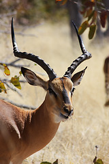 Image showing Black Faced Impala