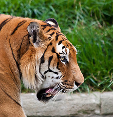 Image showing Danger: hungry tiger