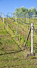 Image showing Vineyard irrigation system
