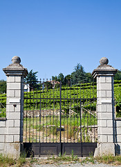 Image showing Italian charming villa in vineyard