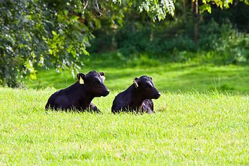 Image showing Calfs in the field