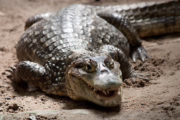 Image showing Crocodylidae