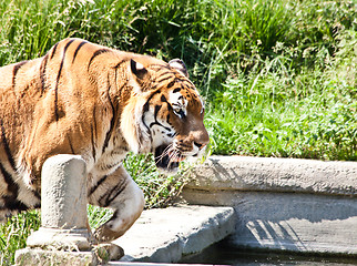 Image showing Walking tiger (Panthera Tigris)