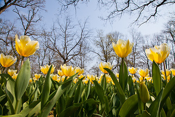 Image showing Tulips - Jaap Groot varieties