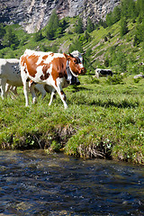 Image showing Cows and Italian Alps