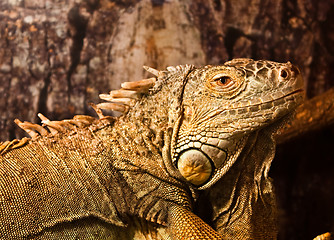 Image showing Green Iguana