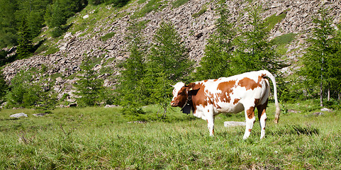 Image showing Cows and Italian Alps