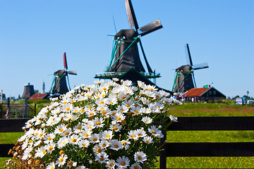 Image showing Flowers in Holland