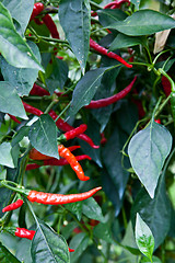 Image showing Red peppers