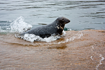 Image showing Grey seal