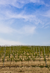 Image showing Barbera vineyard - Italy