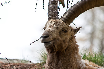 Image showing Capra Ibex - Italian Alps