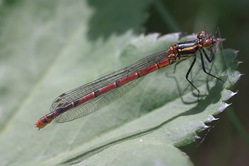 Image showing Dragonfly (pyrrhosoma nymphula)