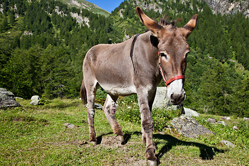 Image showing Donkey on Italian Alps