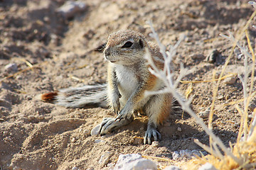 Image showing Cape Ground Squirrel (Xerus inauris)