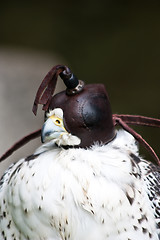 Image showing Gyr Falcon