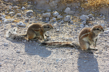 Image showing Cape Ground Squirrel (Xerus inauris)