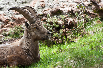 Image showing Capra Ibex - Italian Alps