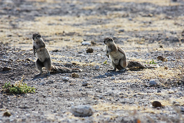 Image showing Cape Ground Squirrel (Xerus inauris)