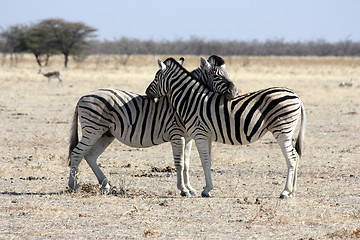 Image showing  zebras