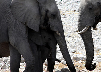 Image showing  elephants