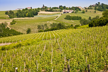 Image showing Barbera vineyard - Italy