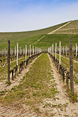 Image showing Barbera vineyard - Italy