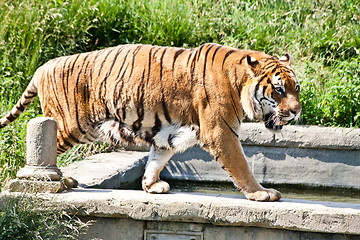 Image showing Walking tiger (Panthera Tigris)