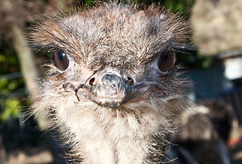 Image showing Ostrich