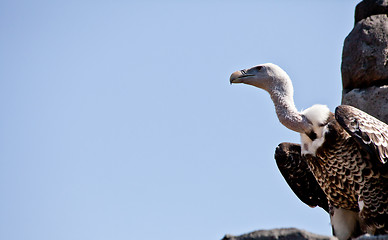 Image showing Vulture