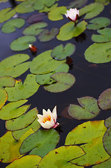 Image showing Pond