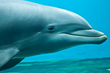 Image showing Dolphin portrait