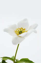 Image showing Isolated white flower