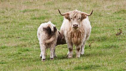 Image showing Calf with mother