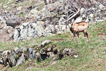 Image showing Rupicapra - Italy