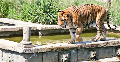 Image showing Walking tiger (Panthera Tigris)