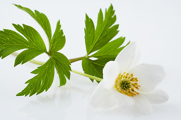 Image showing Isolated white flower