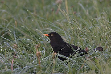 Image showing Blackbird in the morning gras.