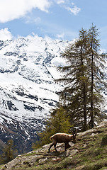 Image showing Capra Ibex - Italian Alps