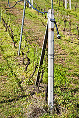 Image showing Vineyard irrigation system