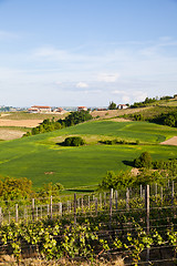 Image showing Italian vineyard: Monferrato