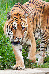 Image showing Danger: hungry tiger
