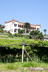 Image showing Italian charming villa in vineyard