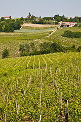 Image showing Barbera vineyard - Italy