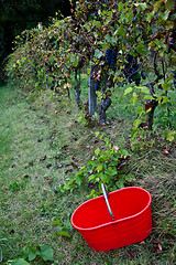 Image showing Viticulture